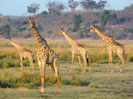La jirafa es uno de los animales que habita en Botswana, es hervivoro y solo tiene una cria , la vida de las jirafas es de 20 a 05 años