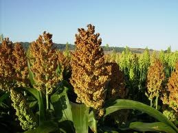 El sorgo es un cereal de consumo humano y animal en la produccion de forrajes  para la alaboracion de vevidas alcoholicas y escoba.