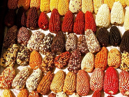 Mazorcas con granos nutritivos posee tayos en forma de cañas y tiene los dientes macizos y algunos lis tienen chuecos